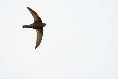 BUITEN BEELD Foto: 117781