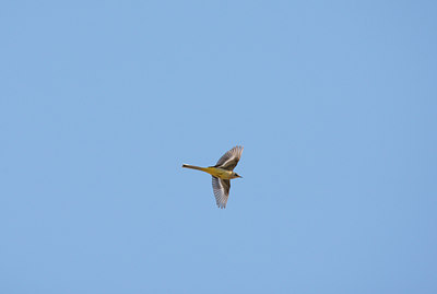 BUITEN BEELD Foto: 117784