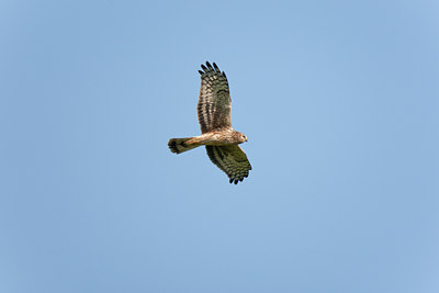 BUITEN BEELD Foto: 117788