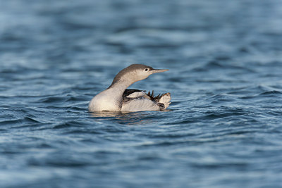 BUITEN BEELD Foto: 117789