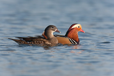 BUITEN BEELD Foto: 117790