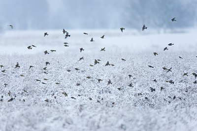 BUITEN BEELD Foto: 117792