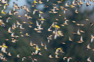 BUITEN BEELD Foto: 117795