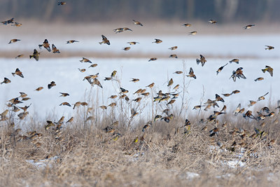 BUITEN BEELD Foto: 117798