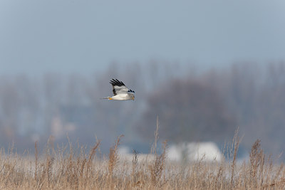 BUITEN BEELD Foto: 117807