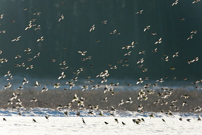 BUITEN BEELD Foto: 117811