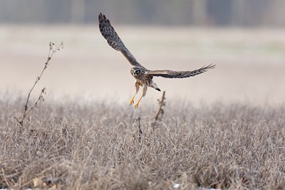 BUITEN BEELD Foto: 117814