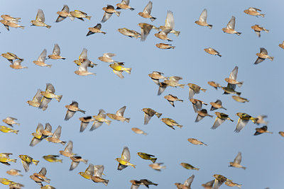 BUITEN BEELD Foto: 117816