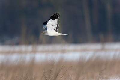 BUITEN BEELD Foto: 117824