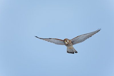 BUITEN BEELD Foto: 117829