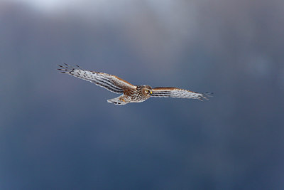 BUITEN BEELD Foto: 117830