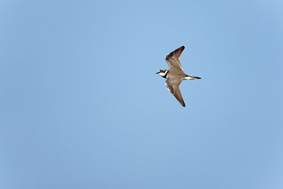 BUITEN BEELD Foto: 117850