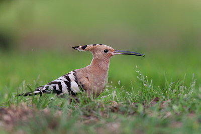 BUITEN BEELD Foto: 117851