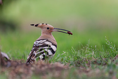 BUITEN BEELD Foto: 117852