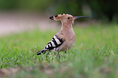 BUITEN BEELD Foto: 117854