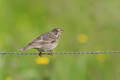 BUITEN BEELD Foto: 117859