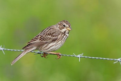 BUITEN BEELD Foto: 117860