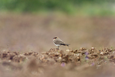 BUITEN BEELD Foto: 117861