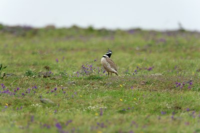 BUITEN BEELD Foto: 117863