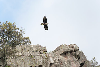 BUITEN BEELD Foto: 117873