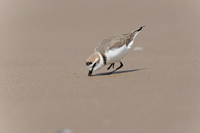 BUITEN BEELD Foto: 117875