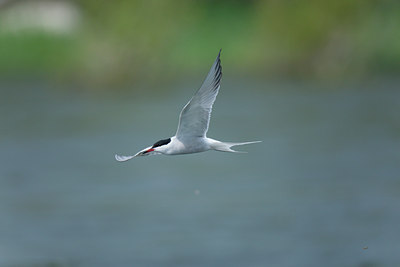 BUITEN BEELD Foto: 117878