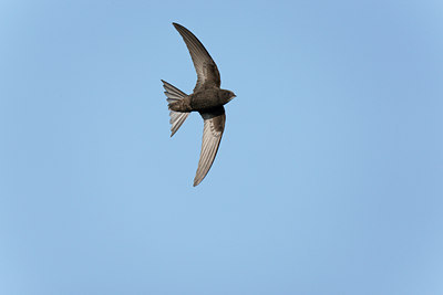 BUITEN BEELD Foto: 117880