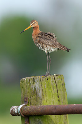 BUITEN BEELD Foto: 117884