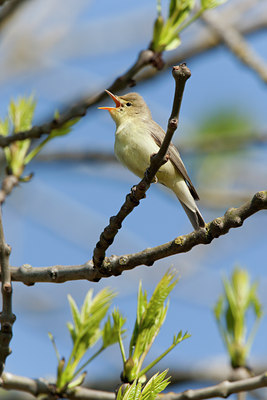 BUITEN BEELD Foto: 117885