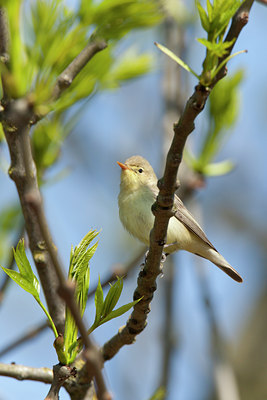 BUITEN BEELD Foto: 117886