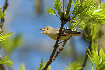 BUITEN BEELD Foto: 117888