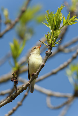 BUITEN BEELD Foto: 117890