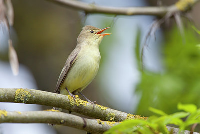 BUITEN BEELD Foto: 117915