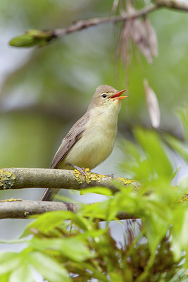 BUITEN BEELD Foto: 117917