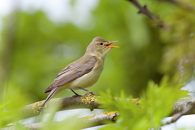 BUITEN BEELD Foto: 117918