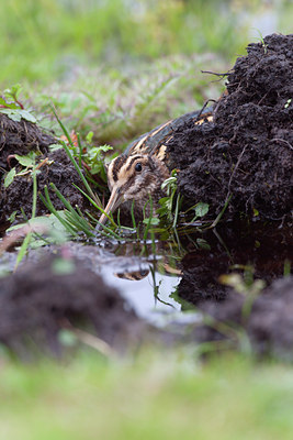 BUITEN BEELD Foto: 117935