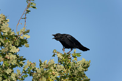 BUITEN BEELD Foto: 117938