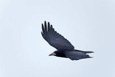 BUITEN BEELD Foto: 117942