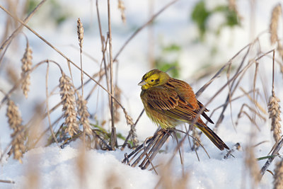 BUITEN BEELD Foto: 117943