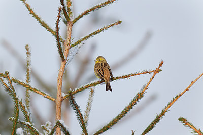 BUITEN BEELD Foto: 117944