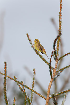 BUITEN BEELD Foto: 117945