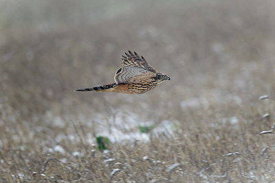 BUITEN BEELD Foto: 117947