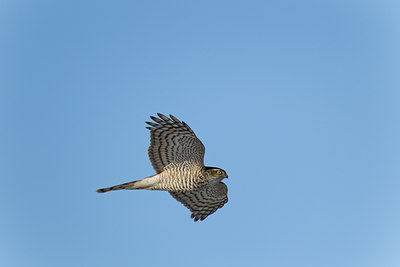 BUITEN BEELD Foto: 117951