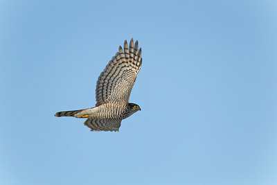 BUITEN BEELD Foto: 117952
