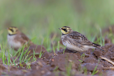 BUITEN BEELD Foto: 117958