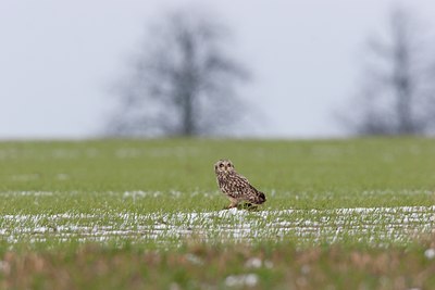 BUITEN BEELD Foto: 117963