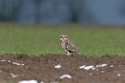 BUITEN BEELD Foto: 117965