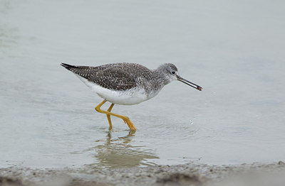 BUITEN BEELD Foto: 117972