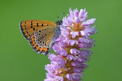 BUITEN BEELD Foto: 117978