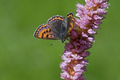 BUITEN BEELD Foto: 117979